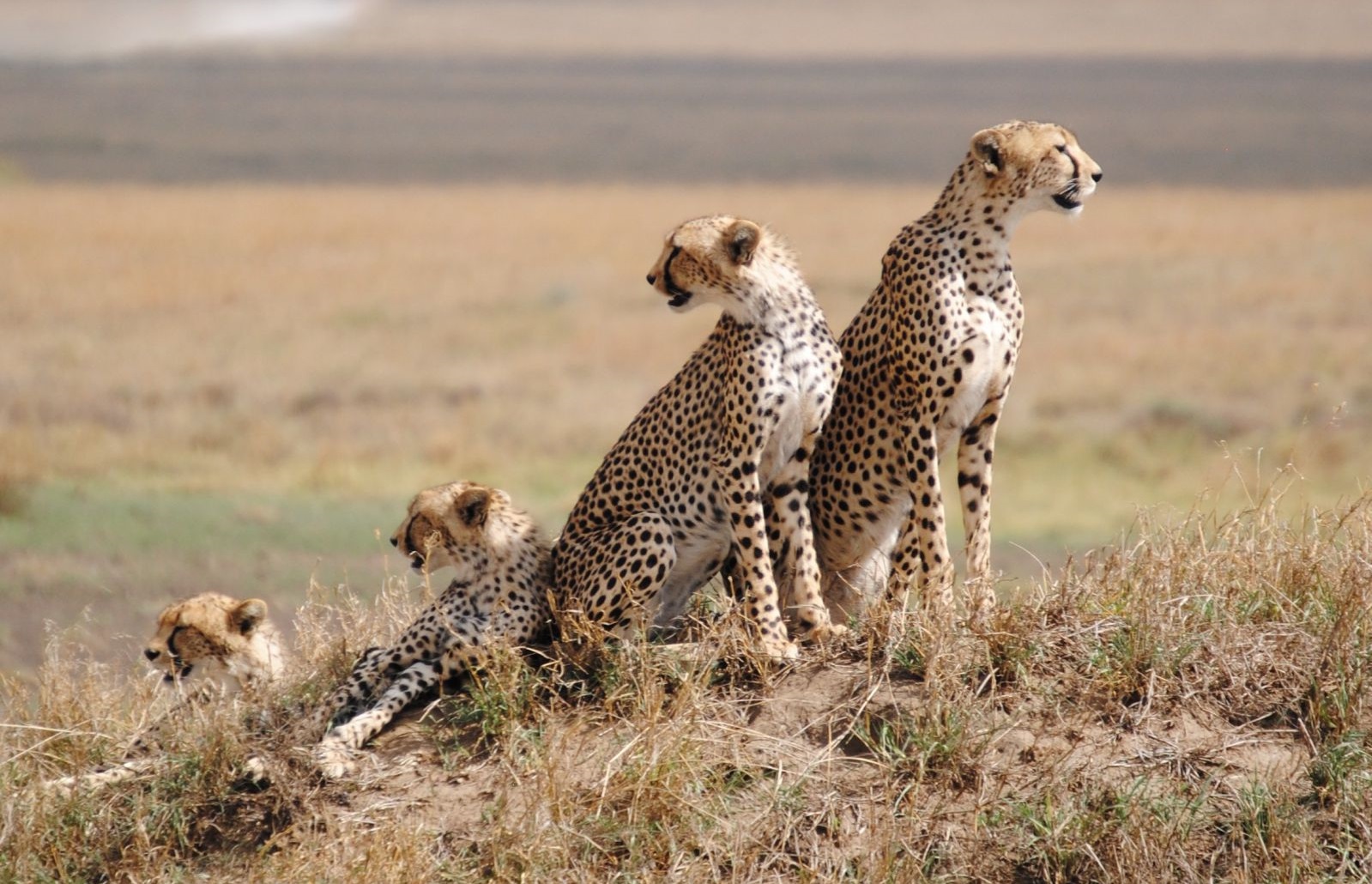 2 DAYS SAFARI (Tarangire & Ngorongoro Crater)