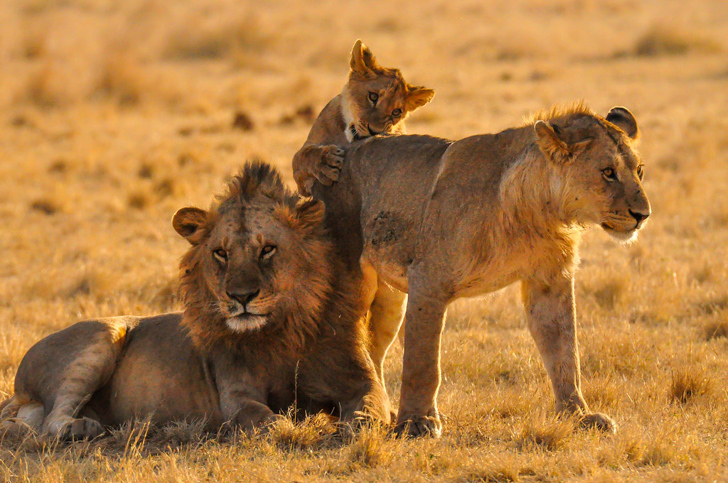 4 DAYS SAFARI (Tarangire, Serengeti & Ngorongoro Crater)