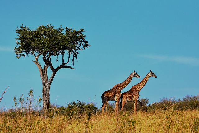 6 DAYS SAFARI (Tarangire, Serengeti , Lake Eyasi,  Ngorongoro Crater)