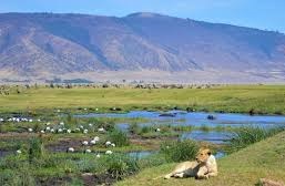 NGORONGORO CRATER DAY TRIP