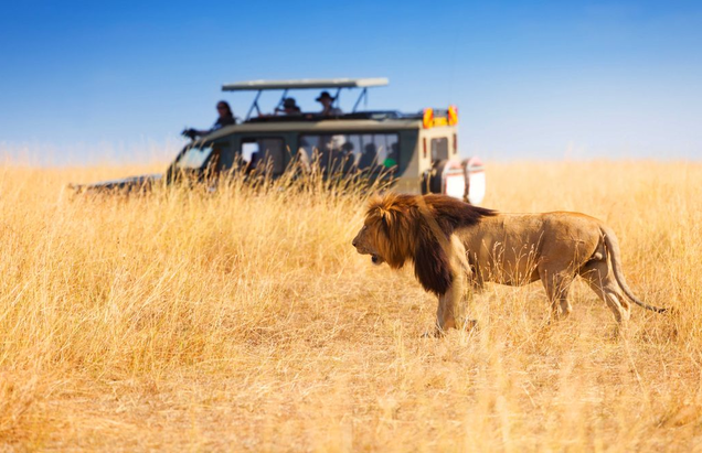 WILDLIFE SAFARI IN TANZANIA