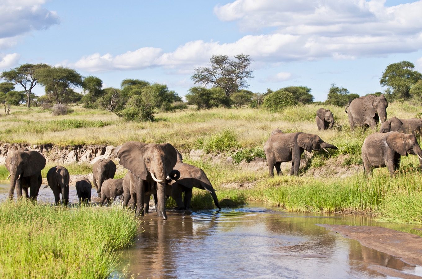 TARANGIRE NATIONAL PARK DAY TRIP