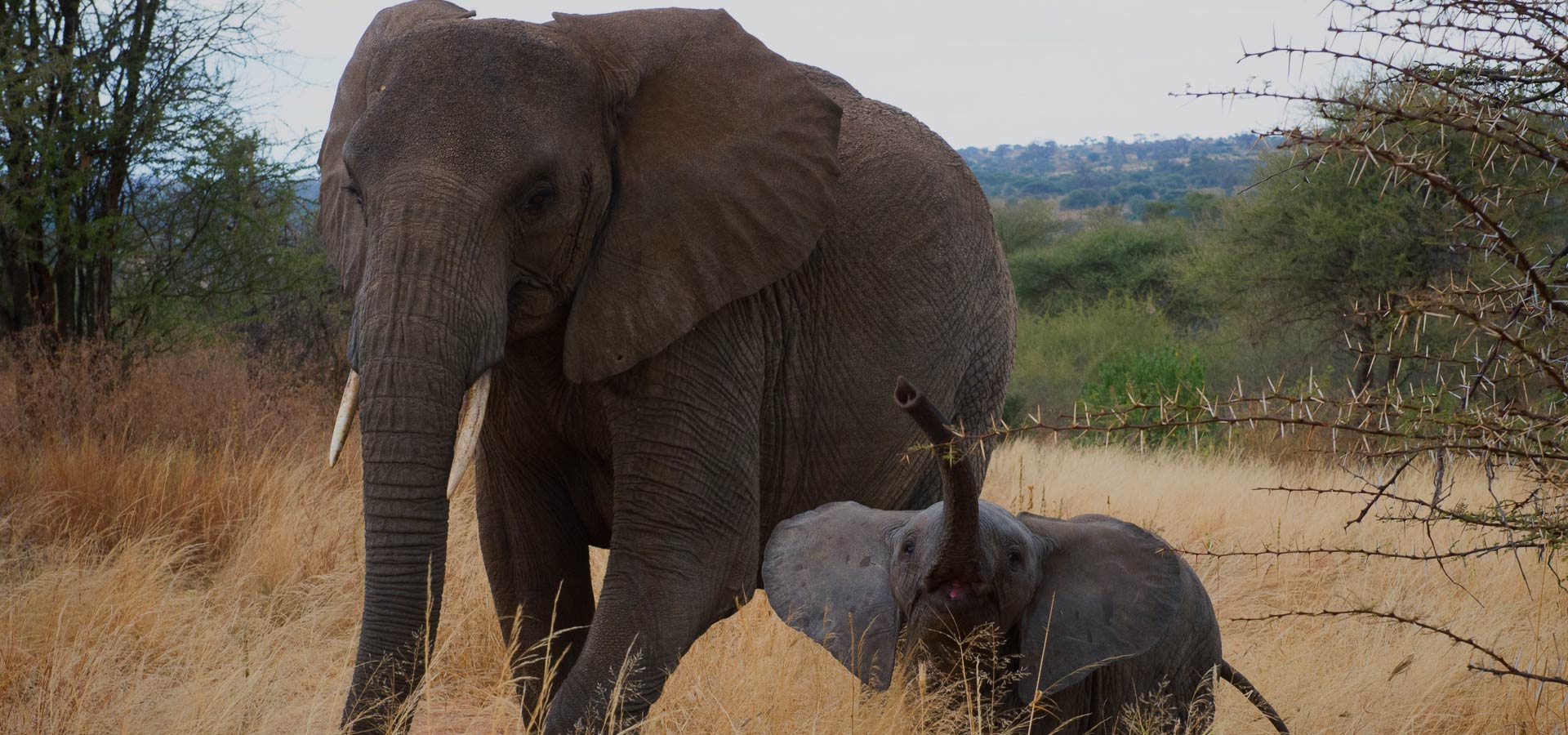 A 3-day safari + 2 days in a hotel: Visit Tarangire National Park, Lake Manyara and Ngorongoro Crater on this exciting safari